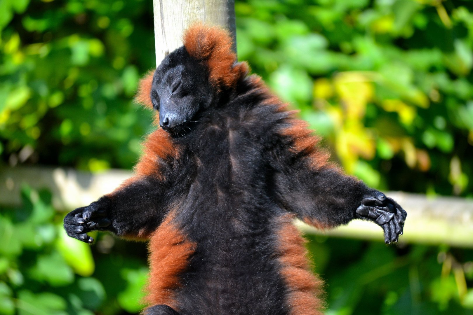 Red Ruffed Lemur - October 2016