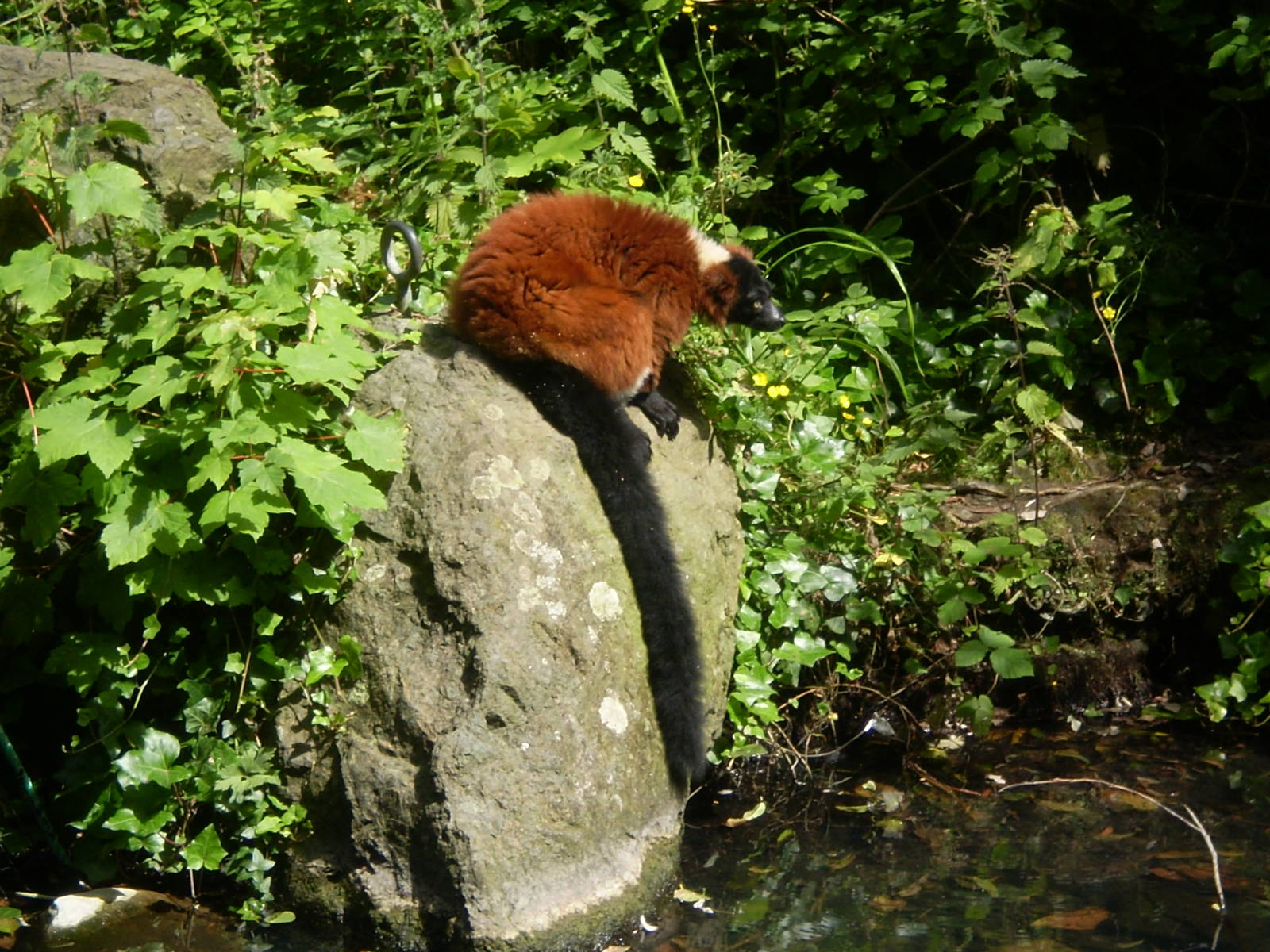 Red-Ruffed Lemur on a Rock