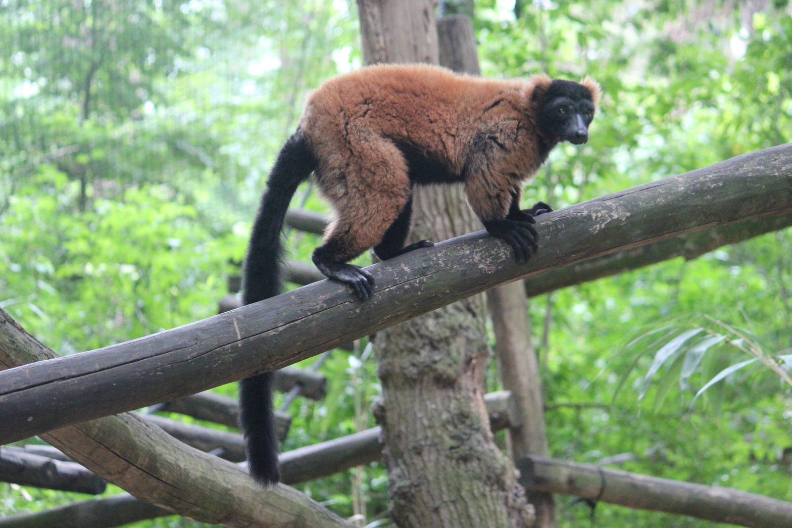 Red ruffed lemur [or Ruffed lemur hybrid?]