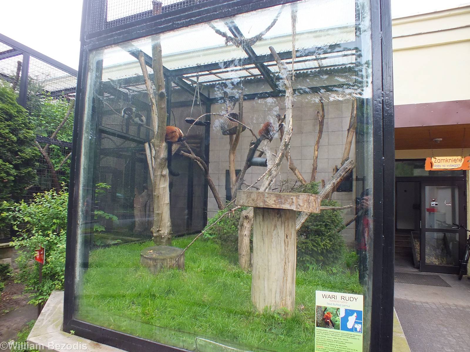 Red Ruffed Lemur Outdoor Area