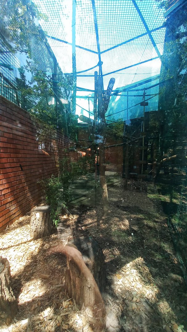 Red ruffed lemur - outdoor enclosure