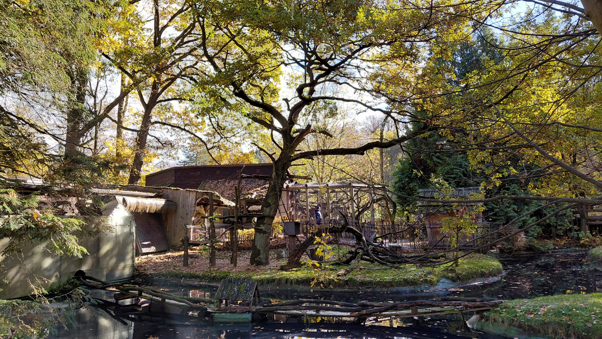 Red ruffed lemur outdoor exhibit