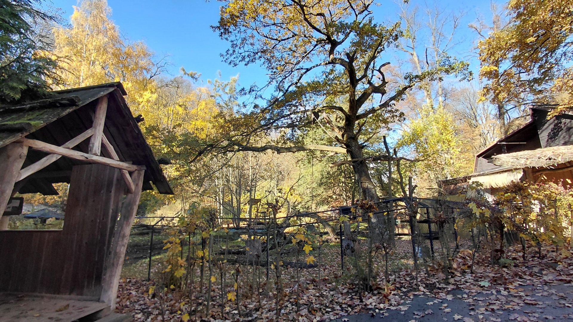 Red ruffed lemur outdoor exhibit