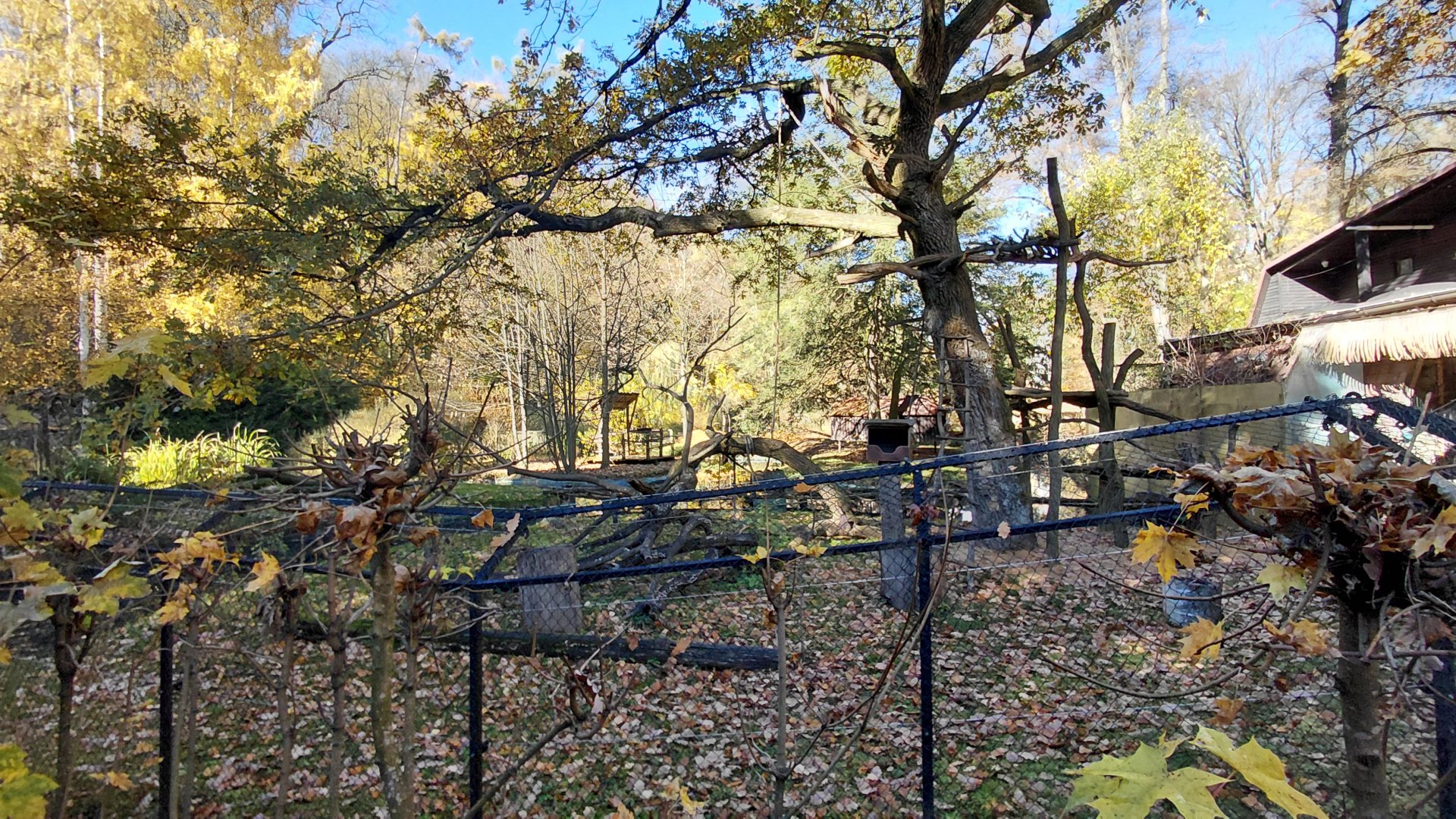 Red ruffed lemur outdoor exhibit