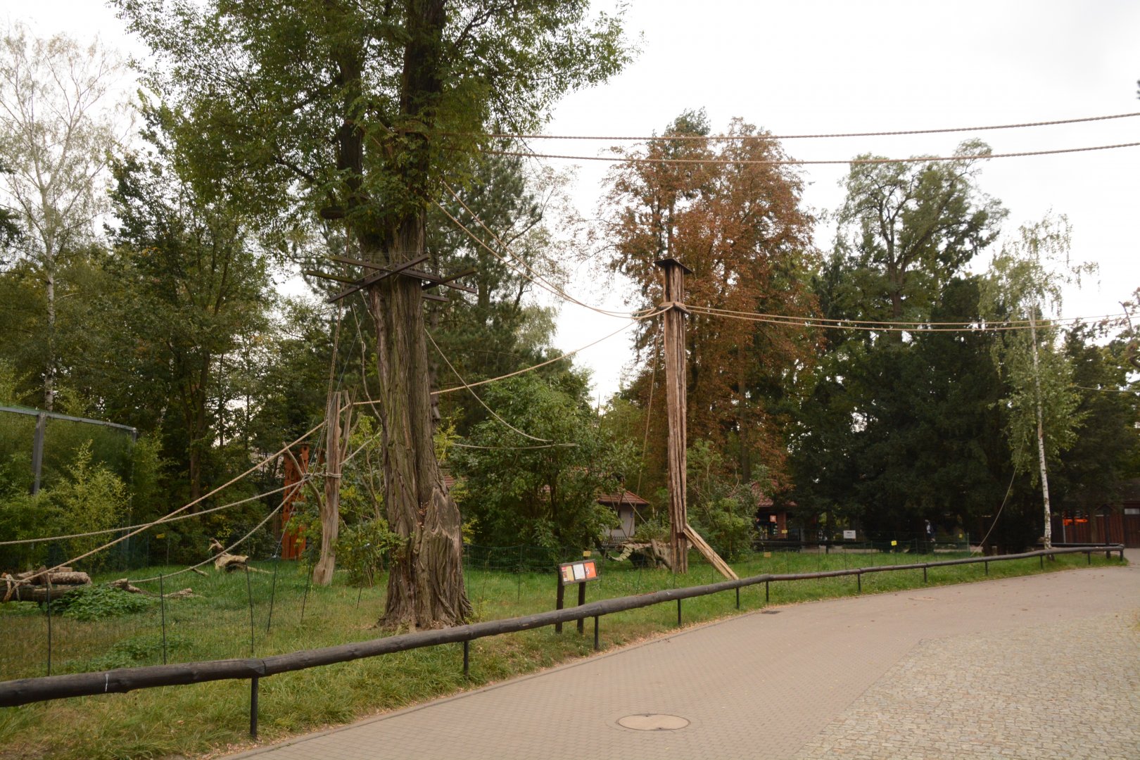 Red-ruffed Lemur outdoors