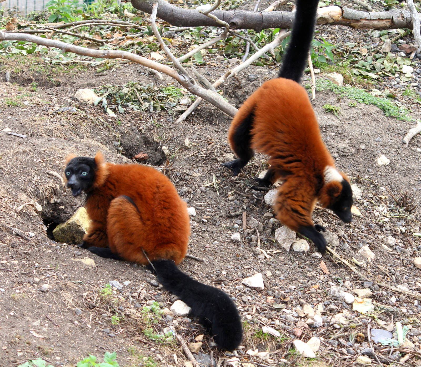 Red-ruffed Lemur pair 15-8-14