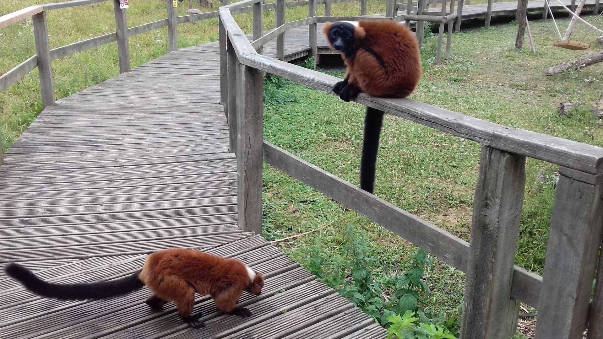 Red ruffed lemur pair in walkthrough