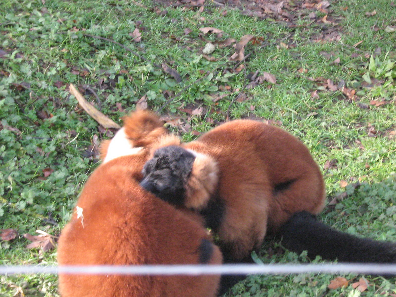 Red Ruffed Lemur Pair.