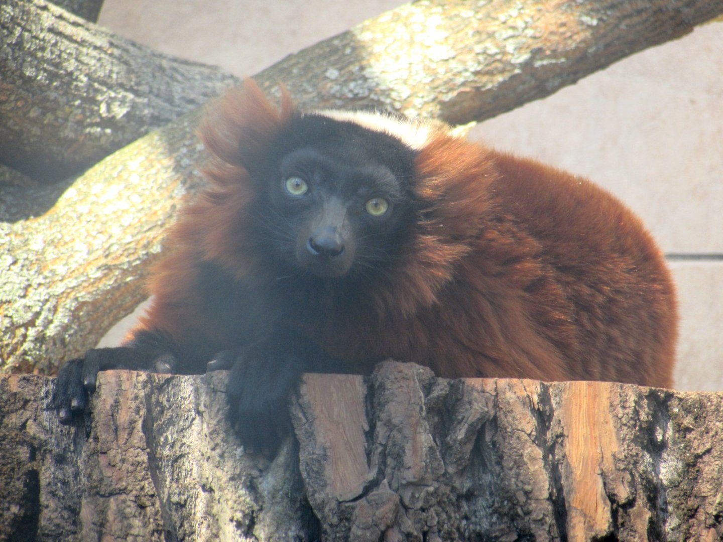 Red Ruffed Lemur portrait