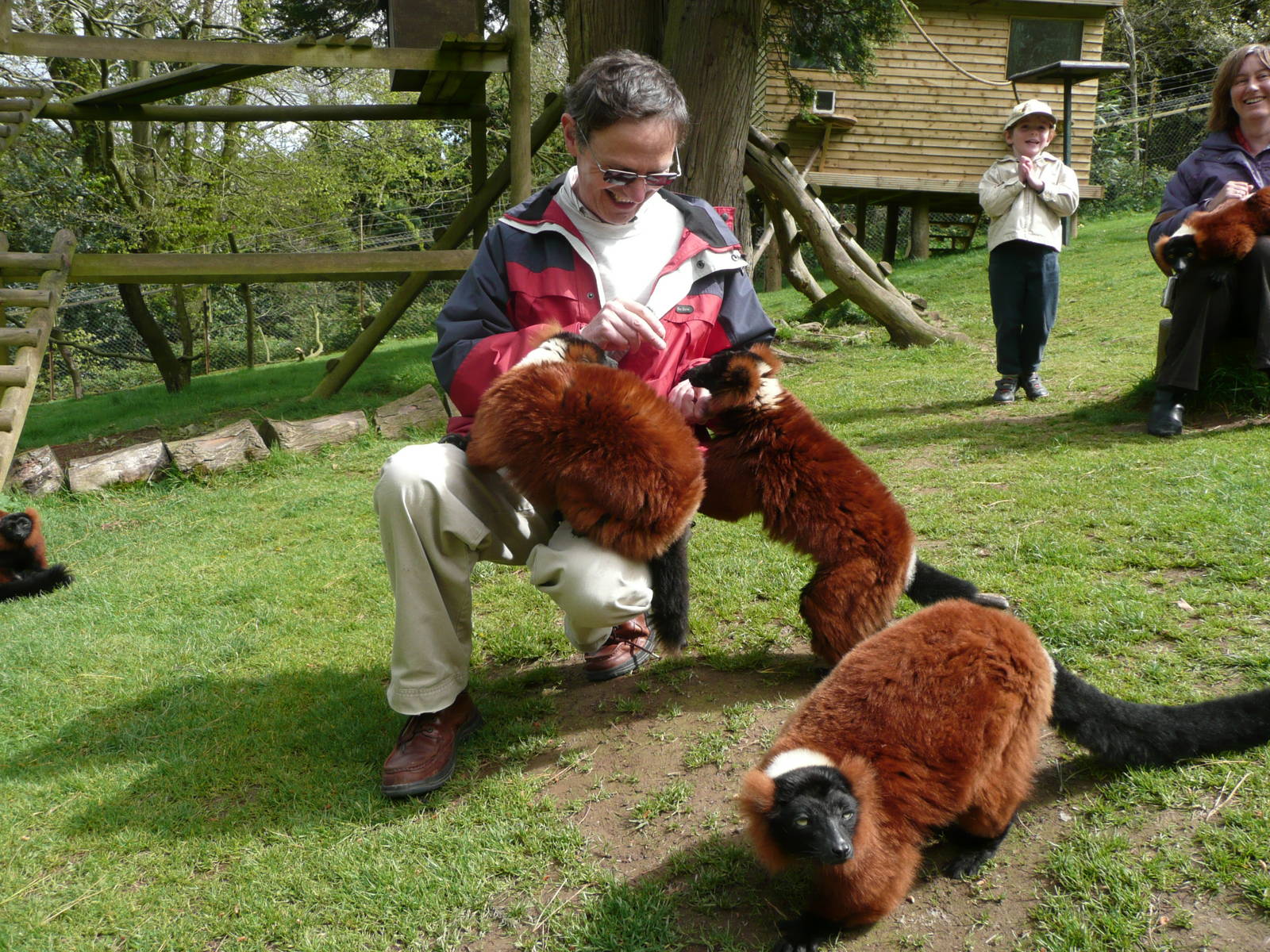 Red Ruffed Lemur public feeding