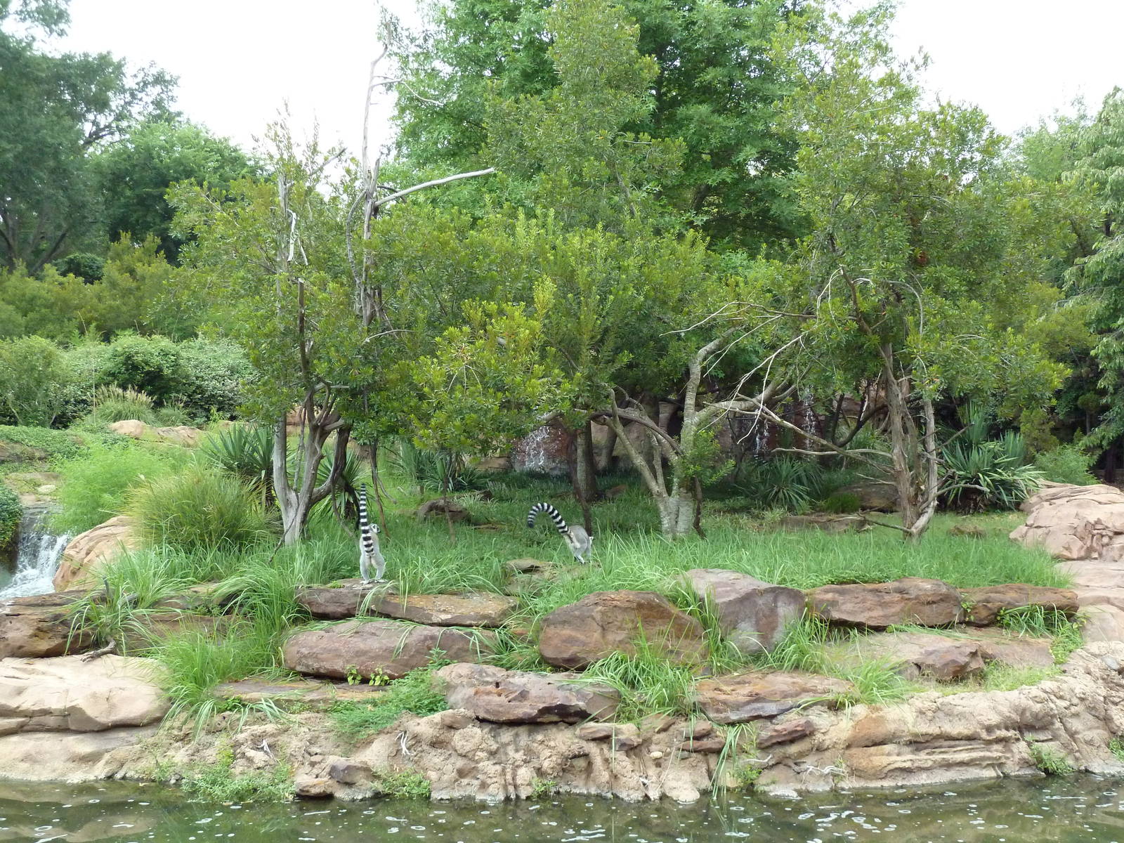 Red Ruffed Lemur/Ring-Tailed Lemur Island