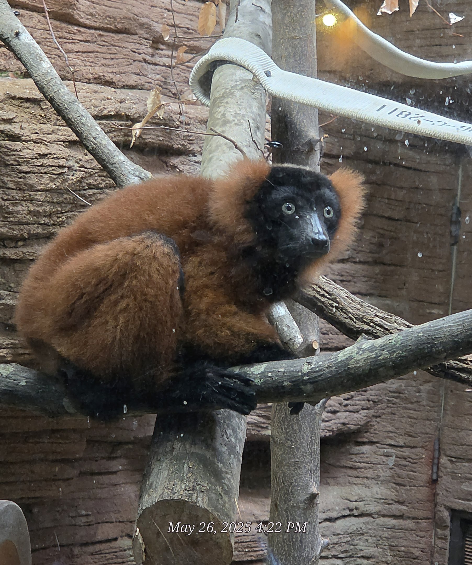 Red Ruffed Lemur-Riverbanks Zoo