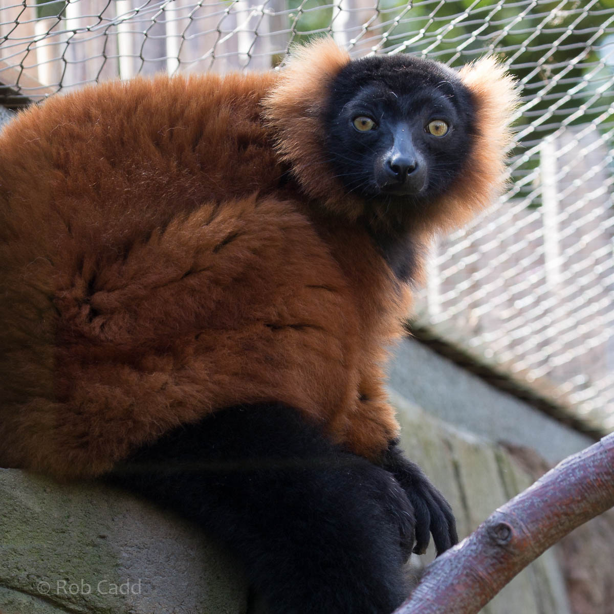 Red ruffed lemur : RSCC : 28 Aug 2015