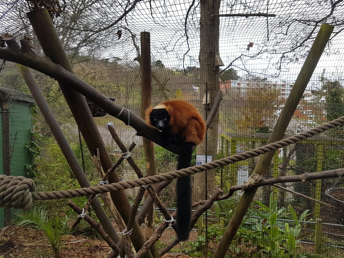 Red-Ruffed Lemur - Shaldon Wildlife Trust - January, 2017