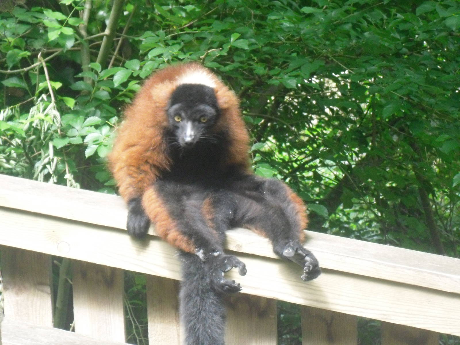Red ruffed lemur sunbathing
