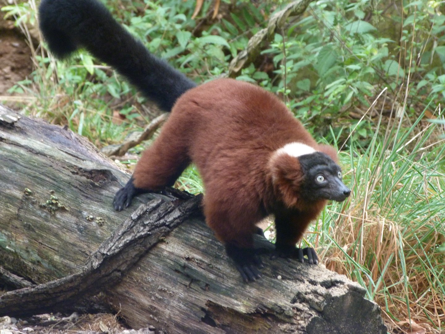 Red-ruffed lemur -Tierpark Berlin (2024)
