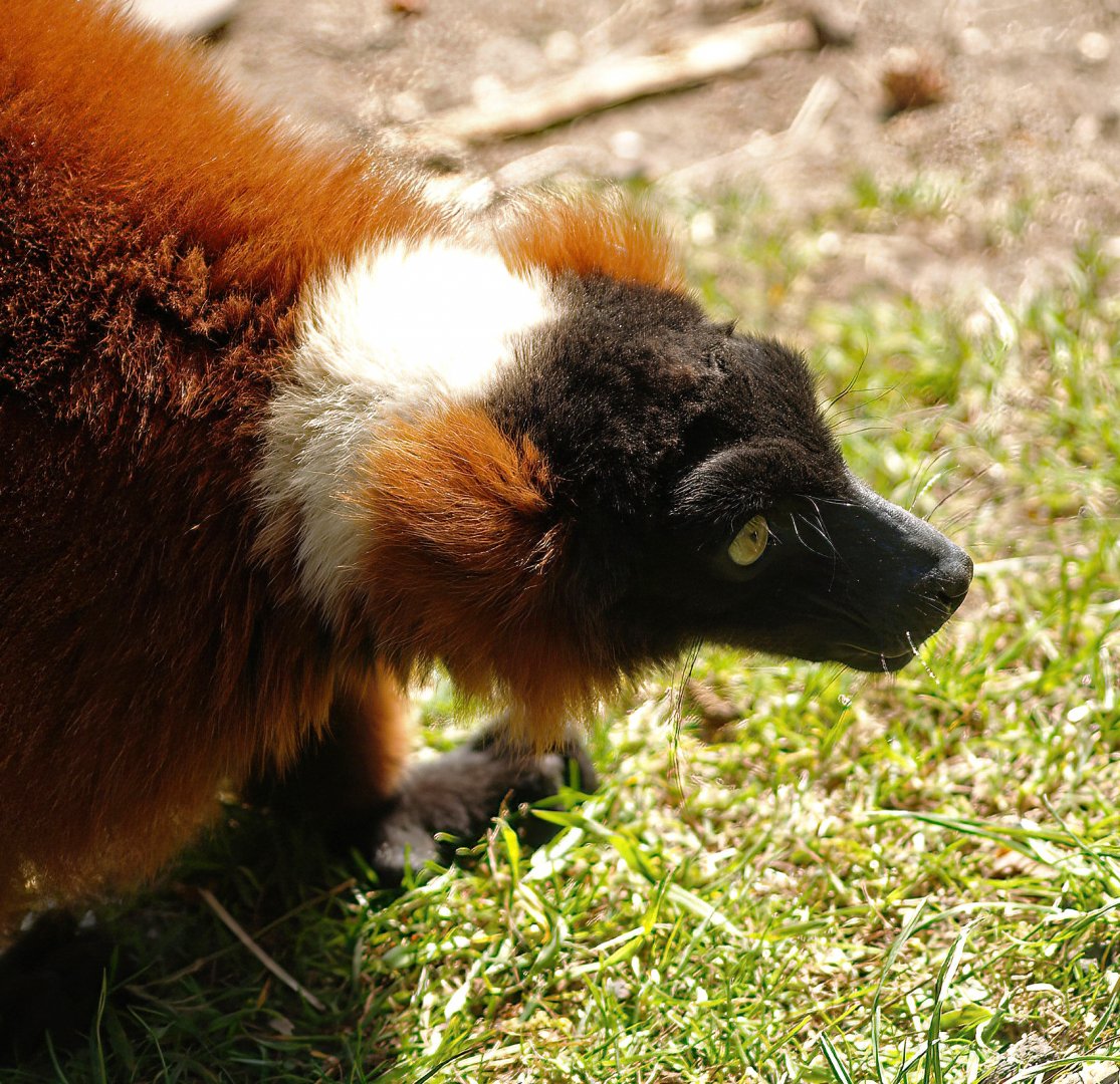 Red ruffed lemur (Varecia rubra), 2010-04-18