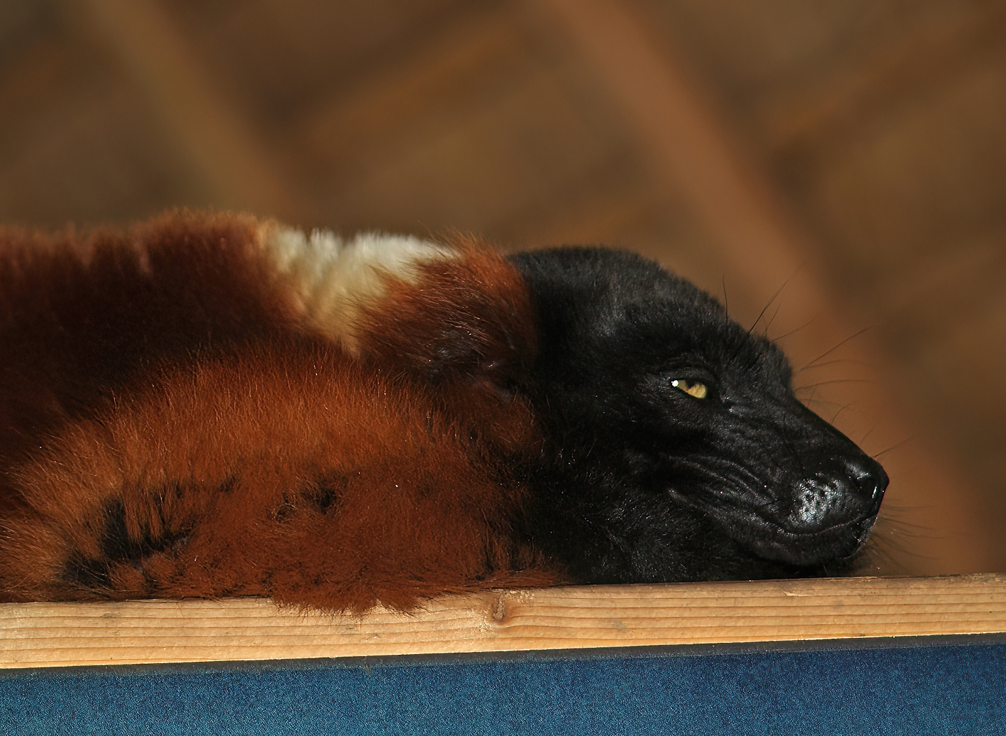 Red ruffed lemur (Varecia rubra), 2010-04-18