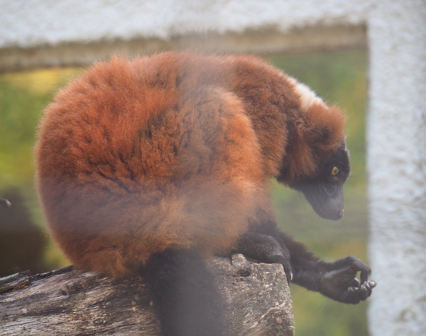 Red ruffed lemur (Varecia rubra), 2019-08-04