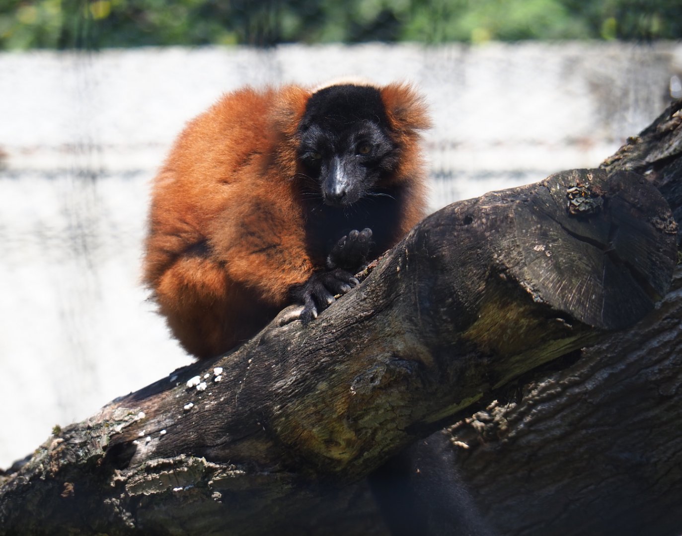 Red ruffed lemur (Varecia rubra), 2019-08-04