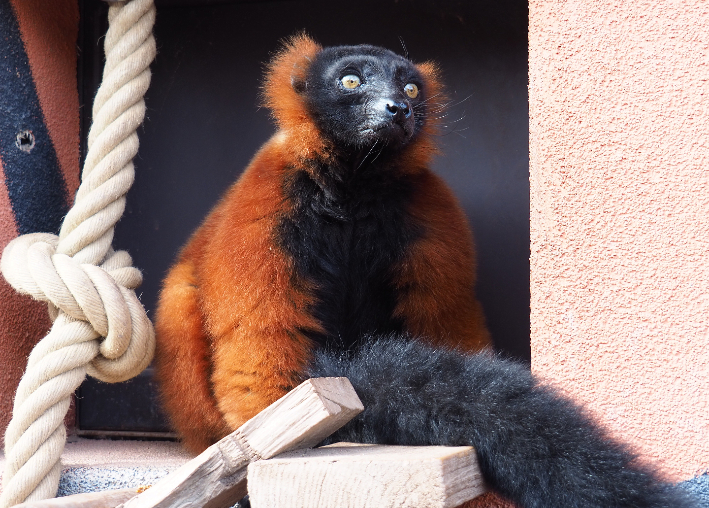 Red ruffed lemur (Varecia rubra), 2019-10-04