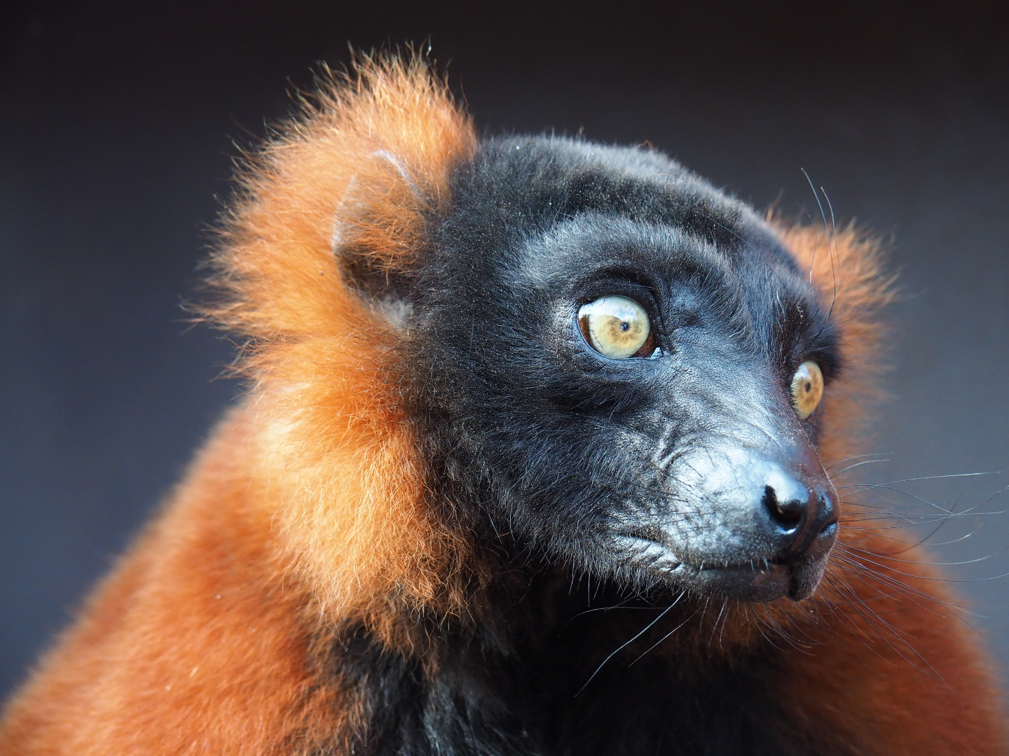 Red ruffed lemur (Varecia rubra), 2019-10-04