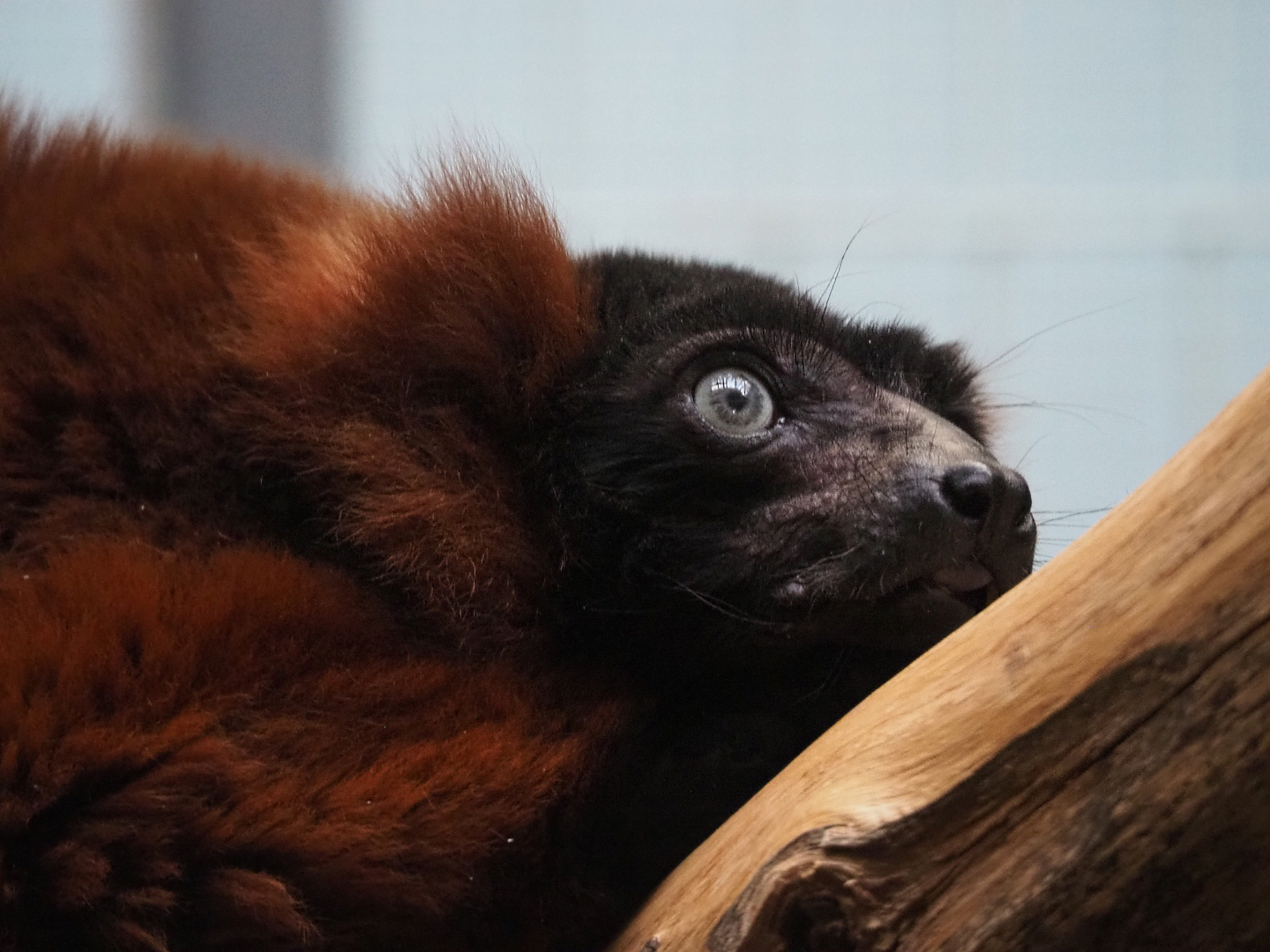 Red ruffed lemur (Varecia rubra), 2019-12-30