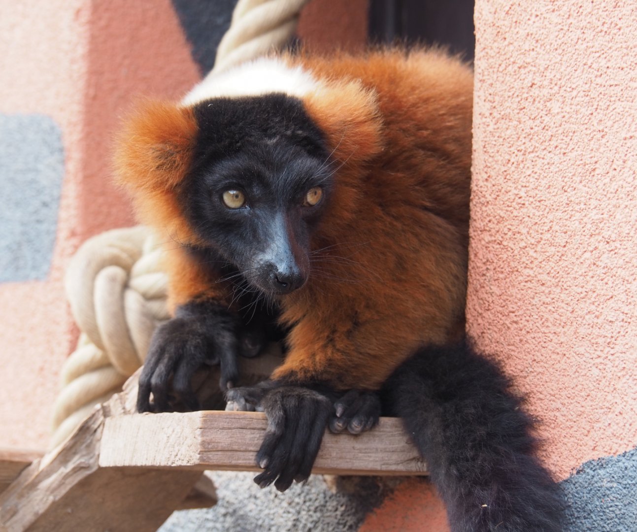 Red ruffed lemur (Varecia rubra), 2020-09-02