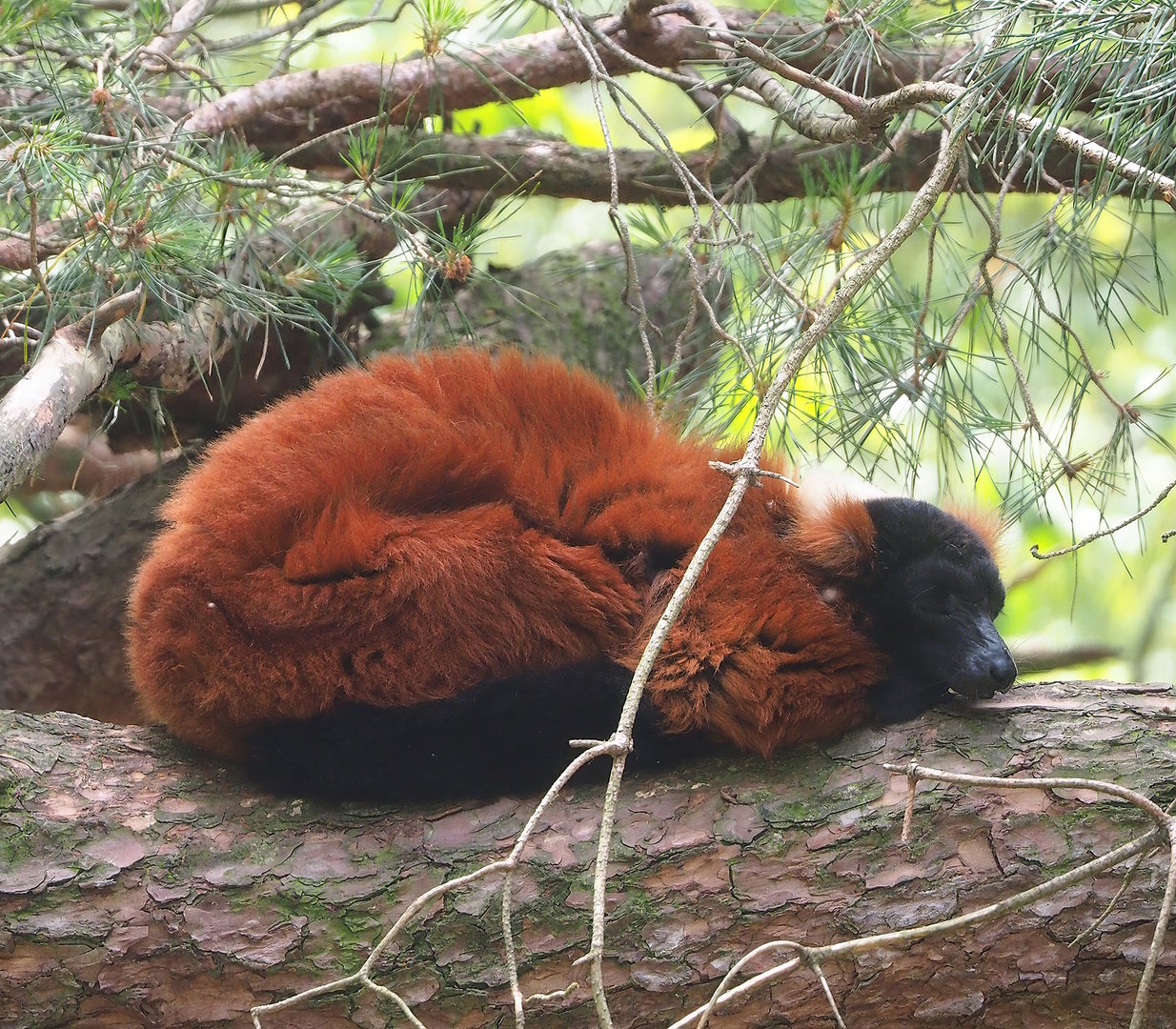 Red ruffed lemur (Varecia rubra), 2022-06-12