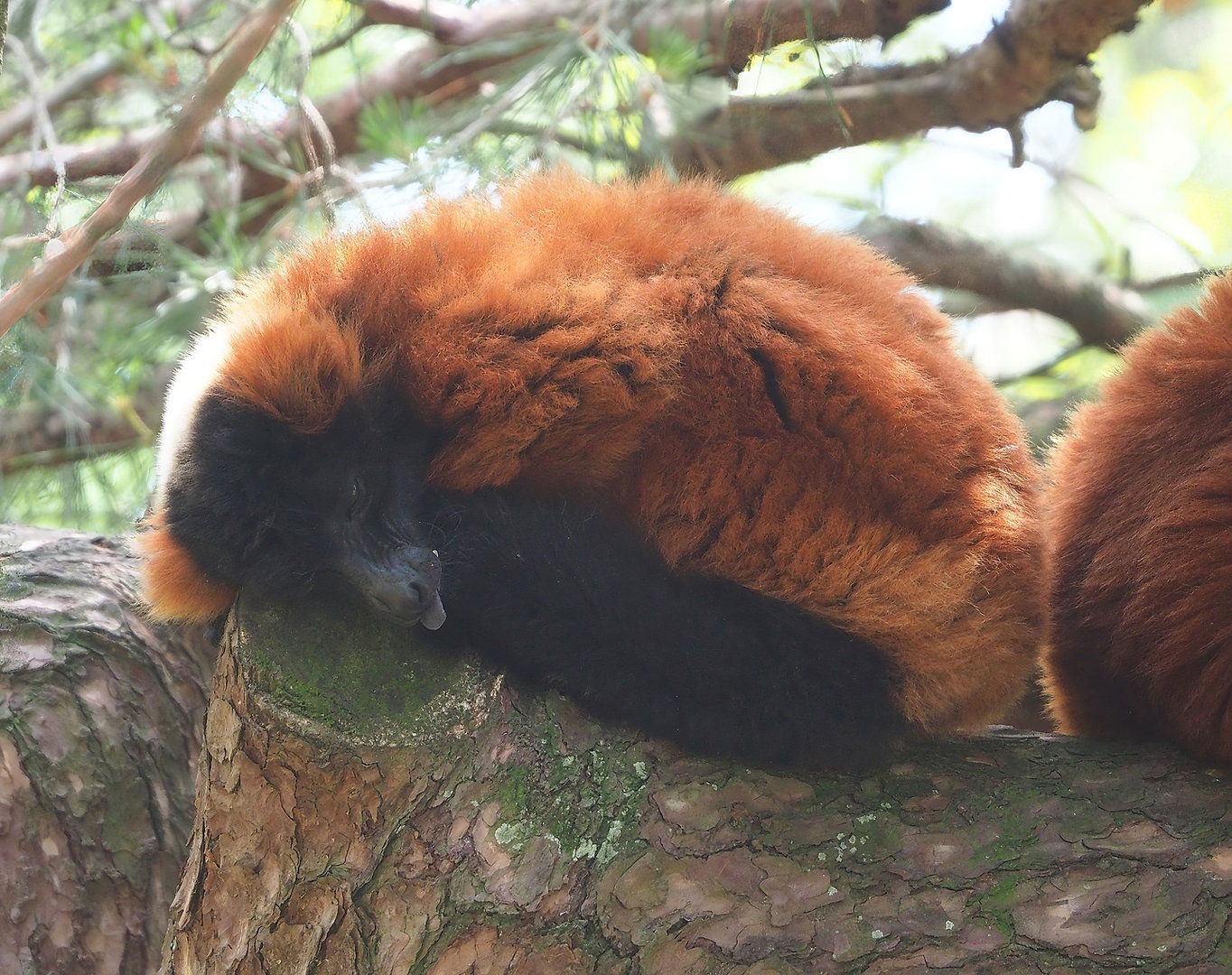 Red ruffed lemur (Varecia rubra), 2022-06-12