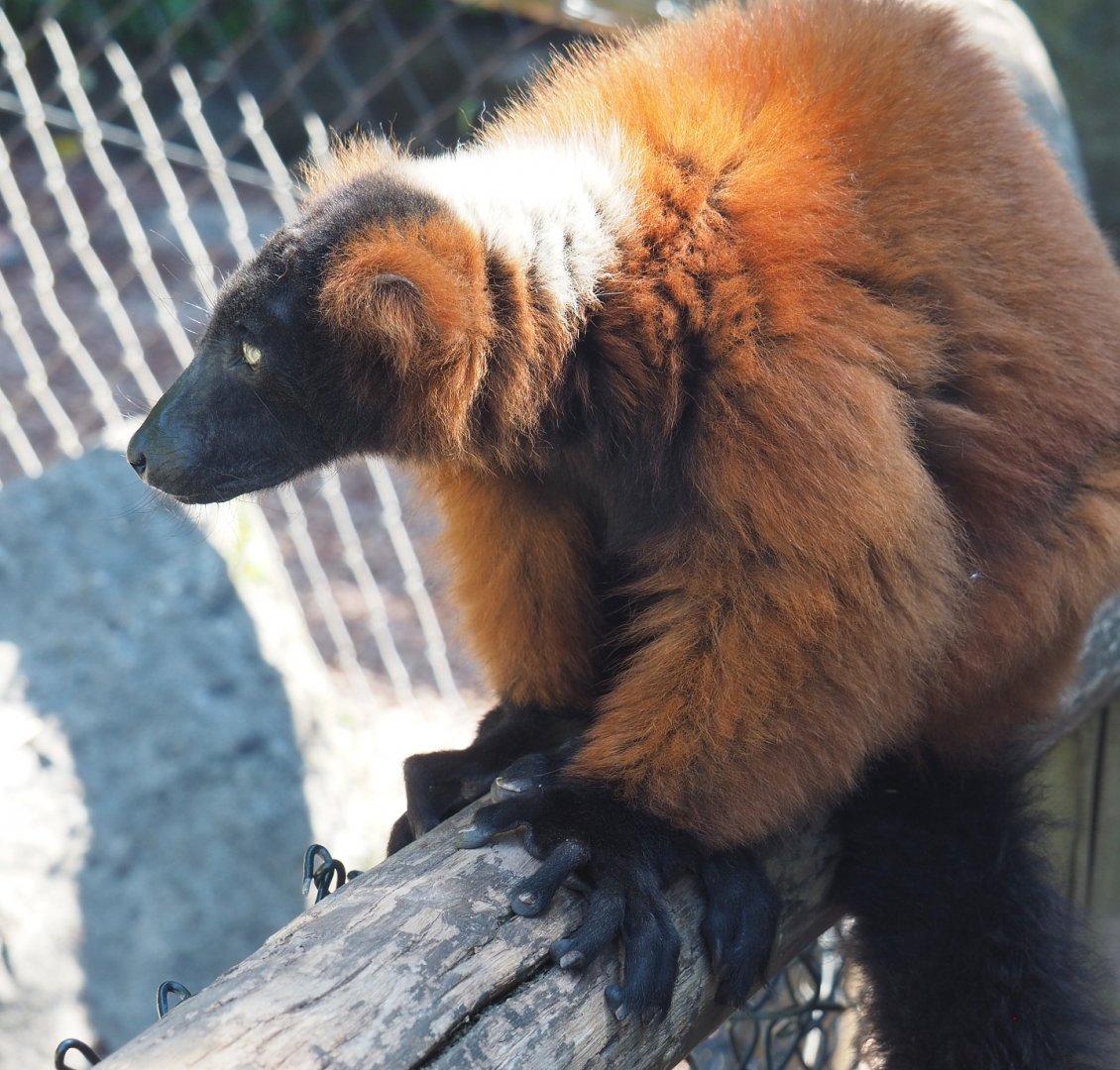 Red ruffed lemur (Varecia rubra), 2022-06-28