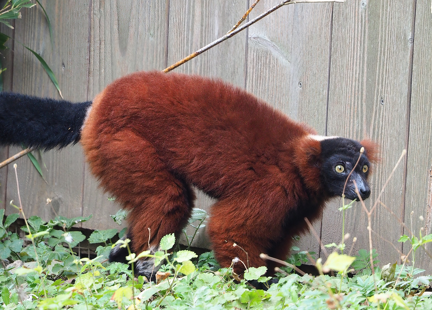 Red ruffed lemur (Varecia rubra), 2022-08-28