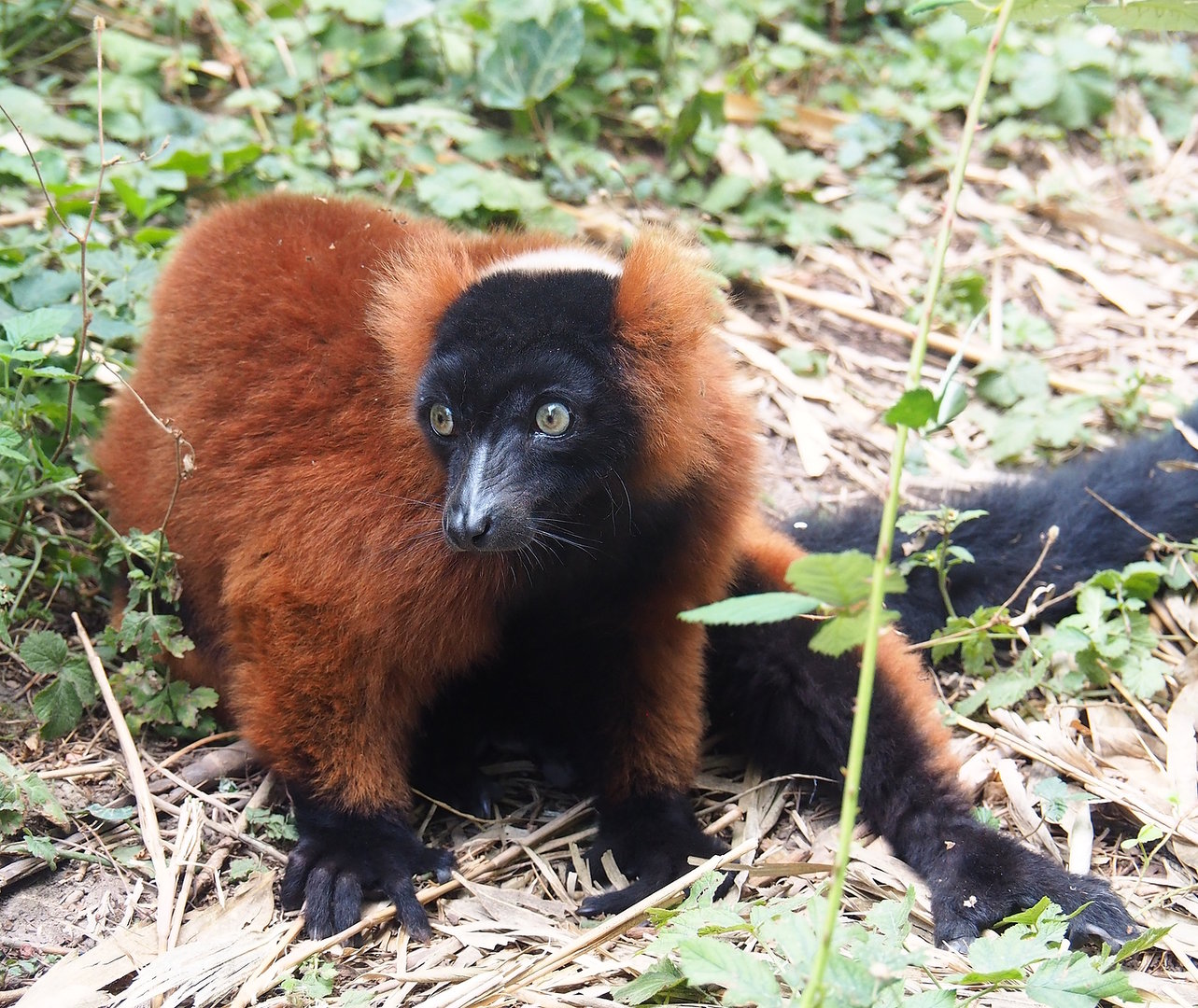 Red ruffed lemur (Varecia rubra), 2022-08-28