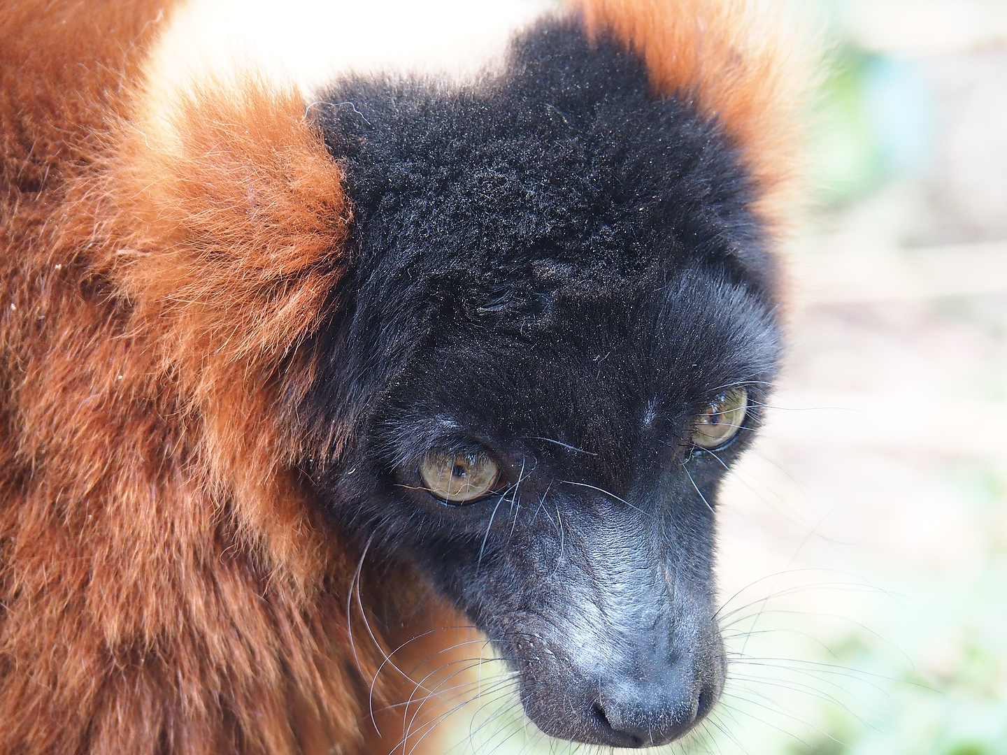 Red ruffed lemur (Varecia rubra), 2022-08-28