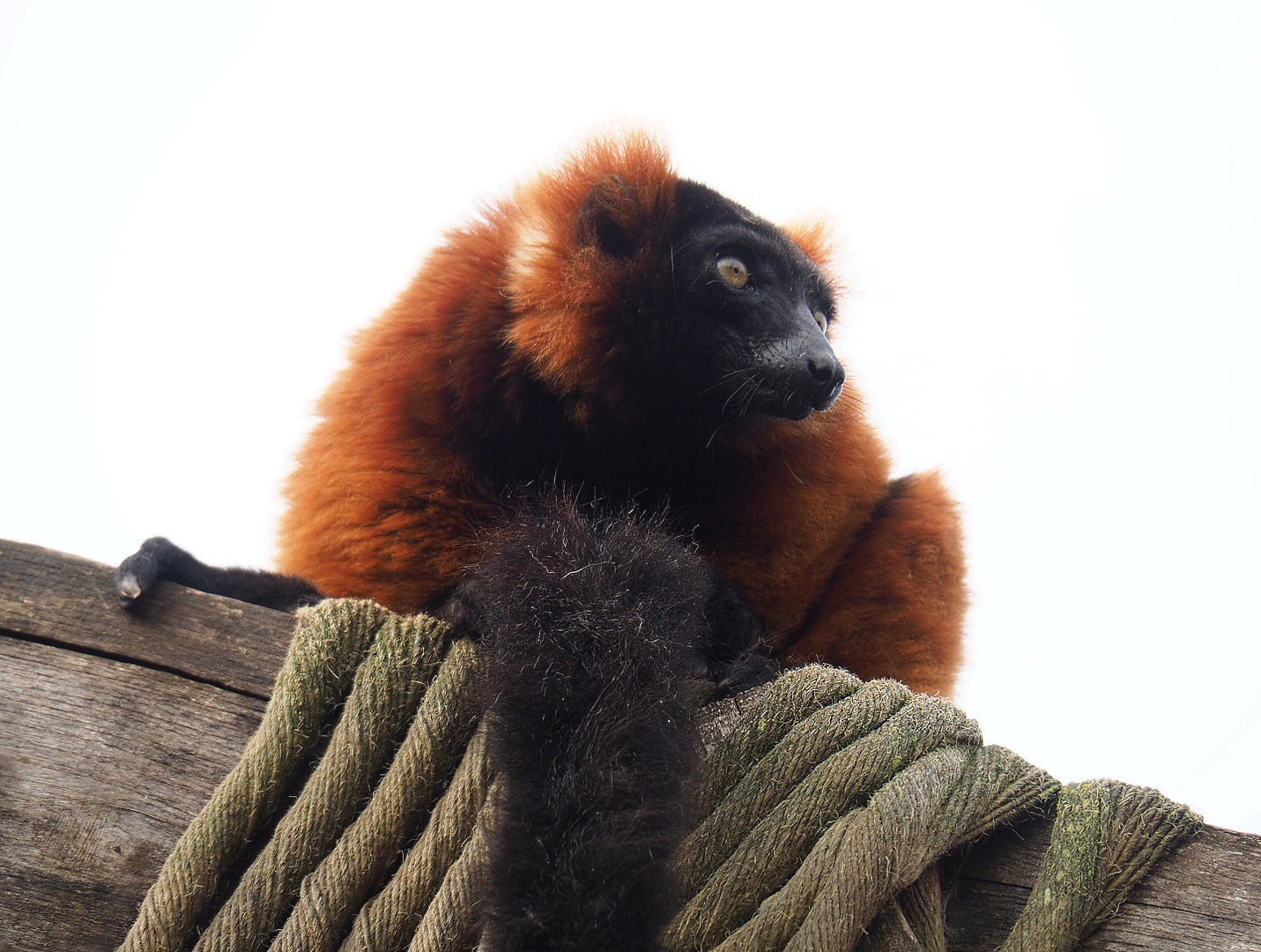 Red ruffed lemur (Varecia rubra), 2022-09-15