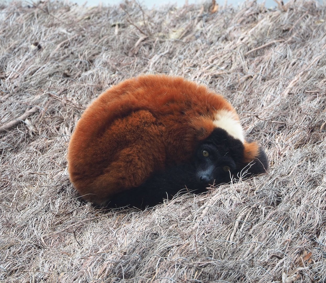 Red ruffed lemur (Varecia rubra), 2023-05-15