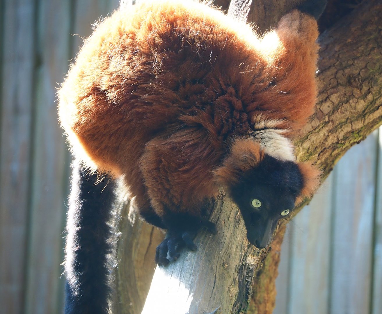 Red ruffed lemur (Varecia rubra), 2023-06-24
