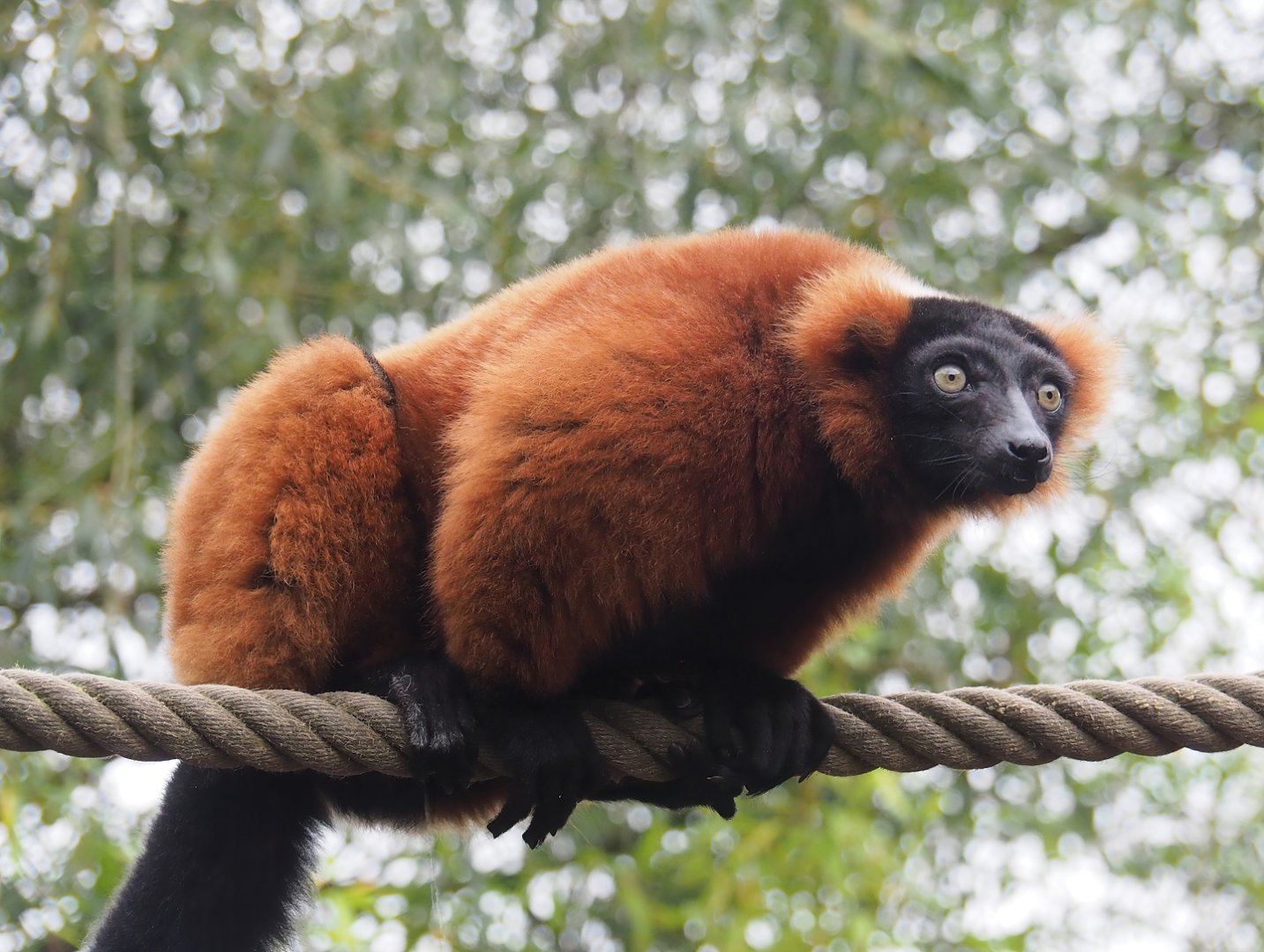 Red ruffed lemur (Varecia rubra) , 2023-10-13