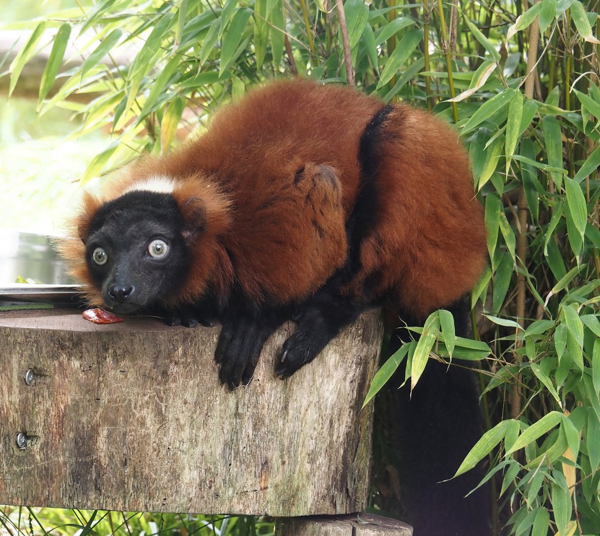 Red ruffed lemur (Varecia rubra), 2024-08-05