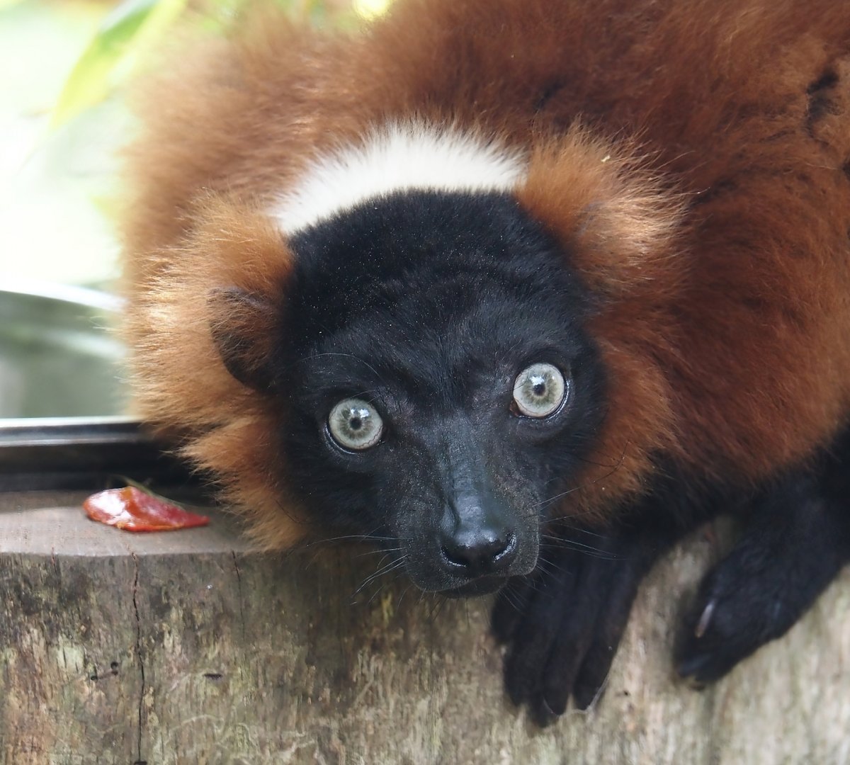 Red ruffed lemur (Varecia rubra), 2024-08-05
