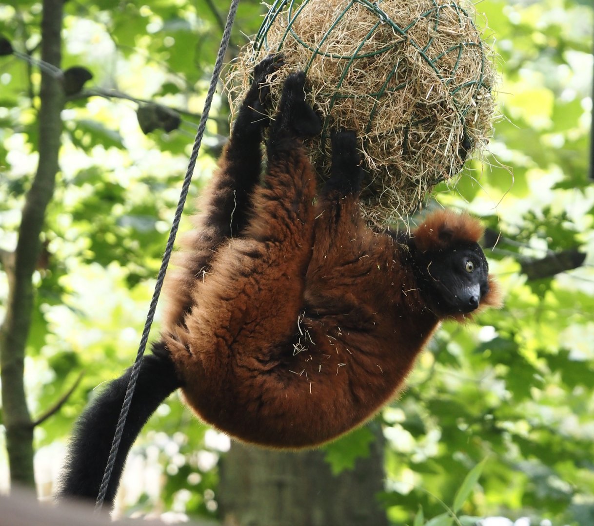 Red ruffed lemur (Varecia rubra), 2024-08-18