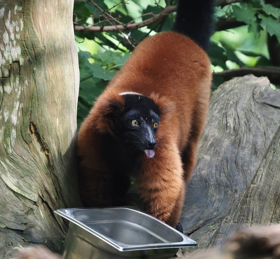 Red ruffed lemur (Varecia rubra), 2024-08-18
