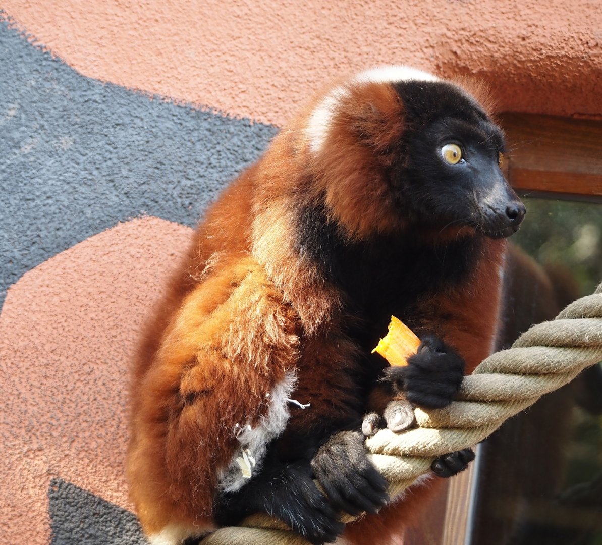 Red ruffed lemur (Varecia rubra), 2024-09-17