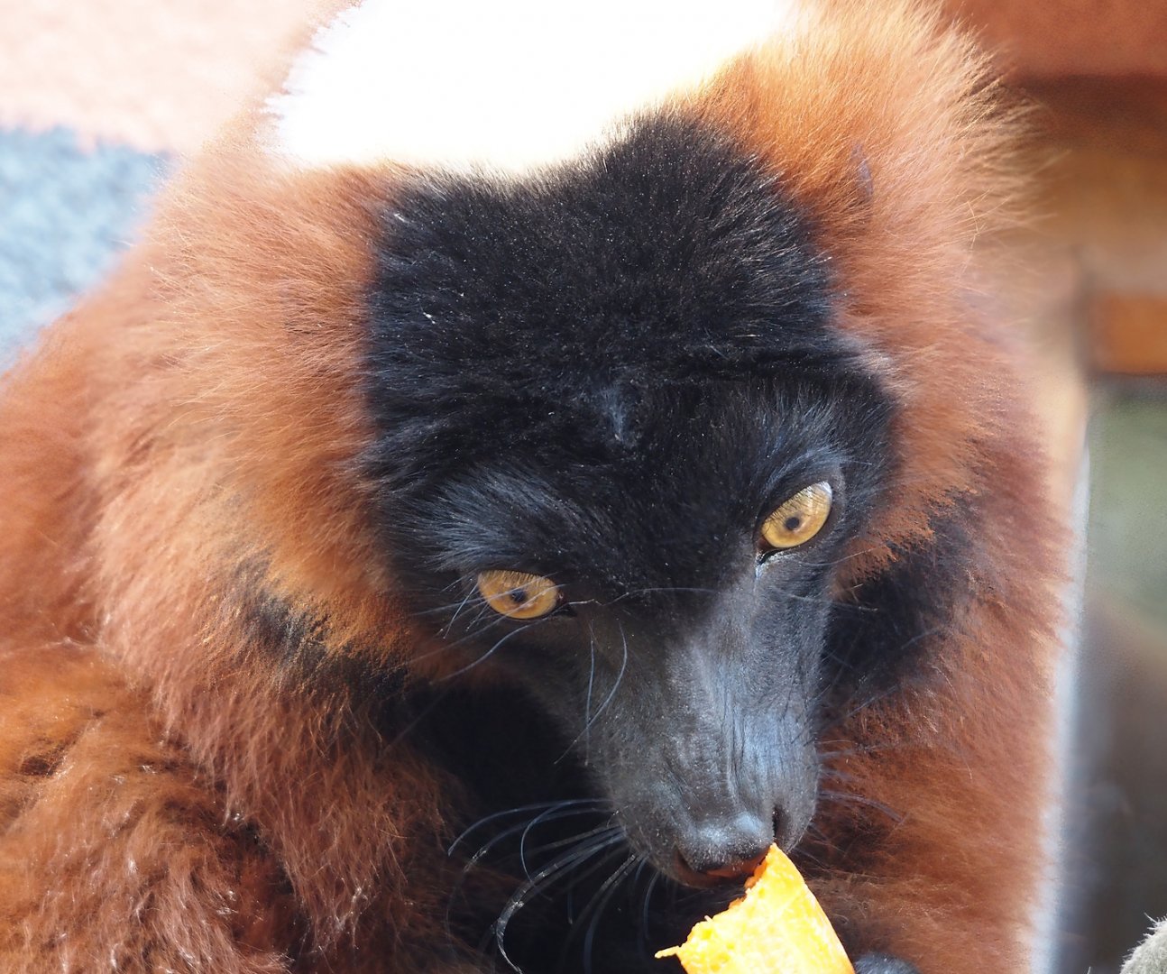 Red ruffed lemur (Varecia rubra), 2024-09-17