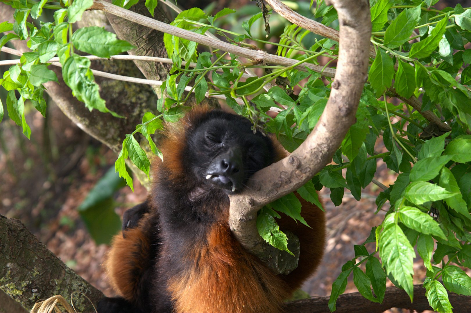Red Ruffed Lemur (Varecia rubra), 27-05-25