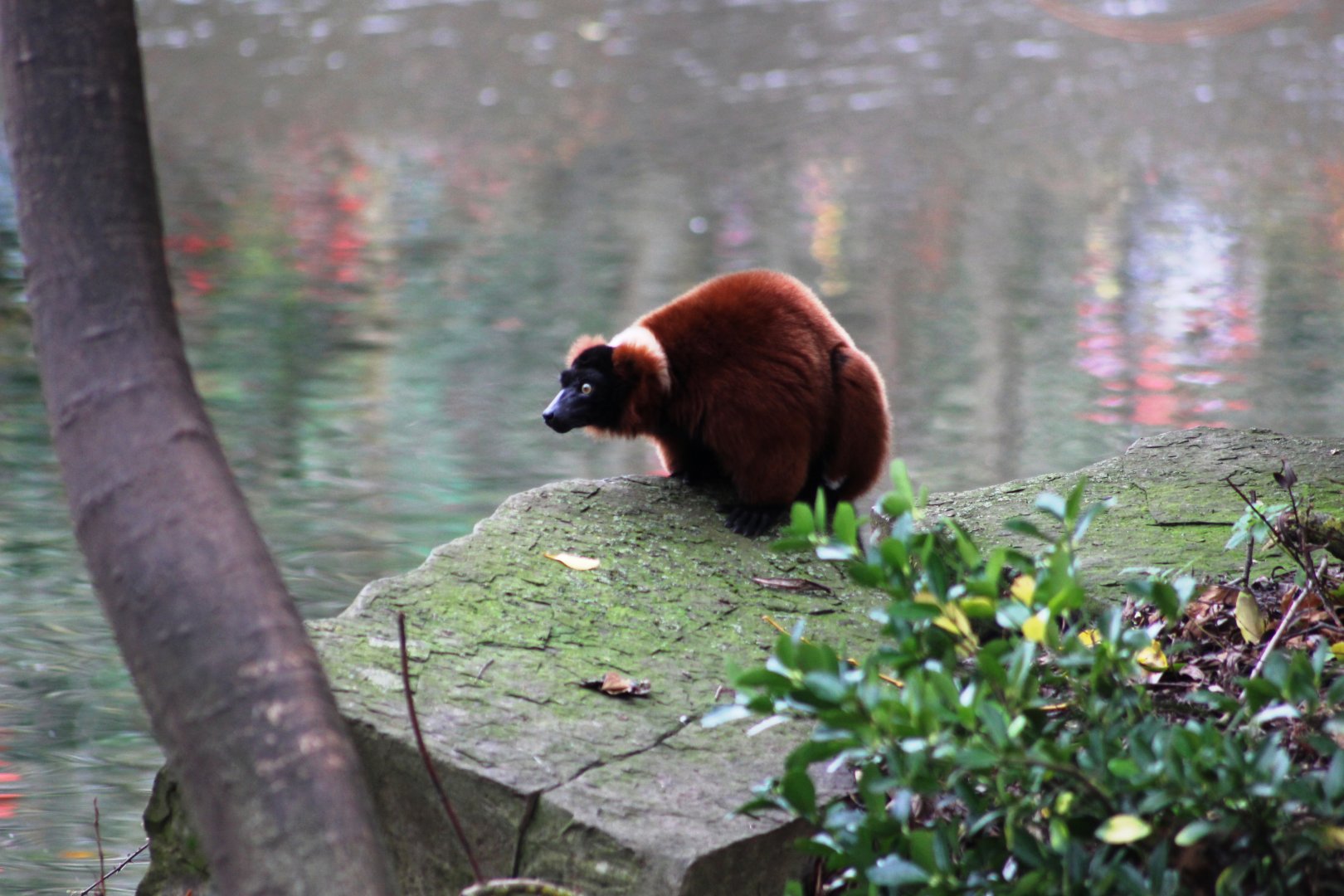 Red ruffed lemur (Varecia rubra); 30th December 2018