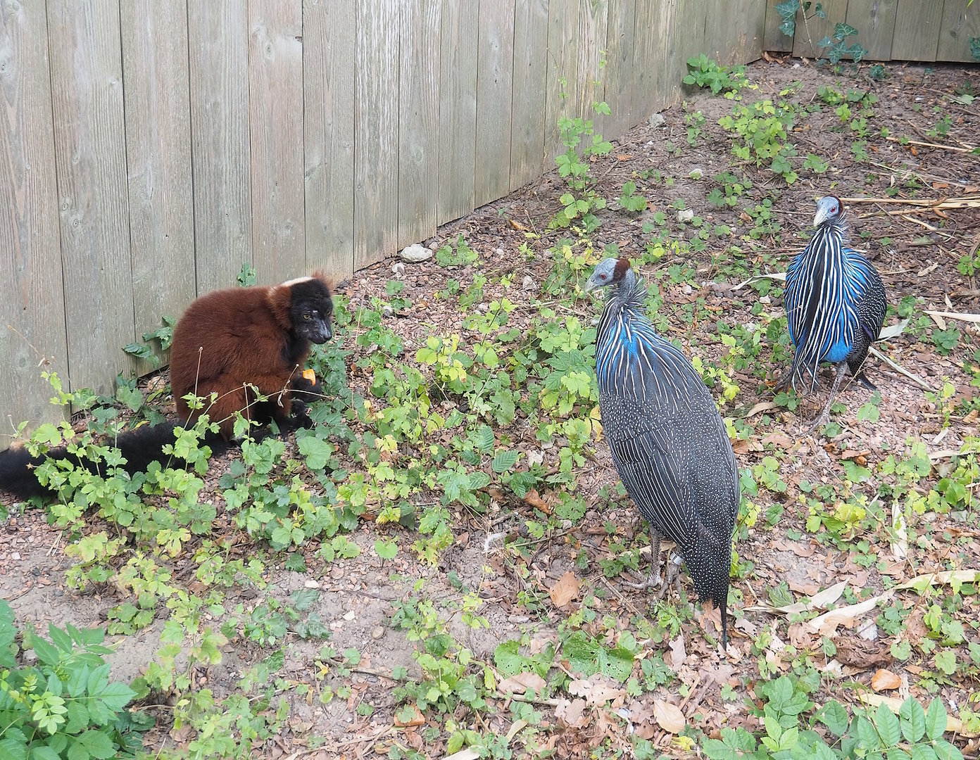 Red ruffed lemur (Varecia rubra) and Vulturine guineafowl (Acryllium vulturinum), 2022-08-28