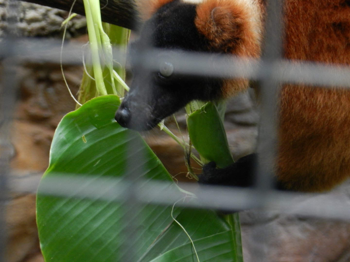 Red Ruffed Lemur (Varecia rubra) at Central Florida Zoo and Botanical Gardens