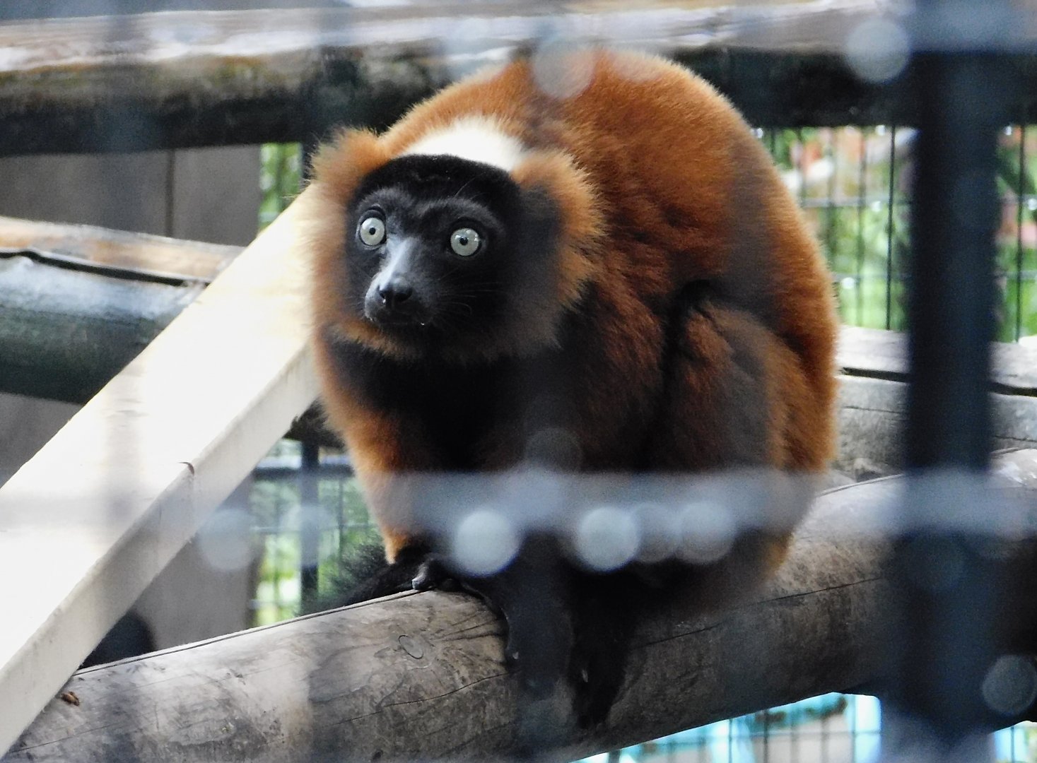 Red Ruffed Lemur (Varecia rubra) October 11, 2025