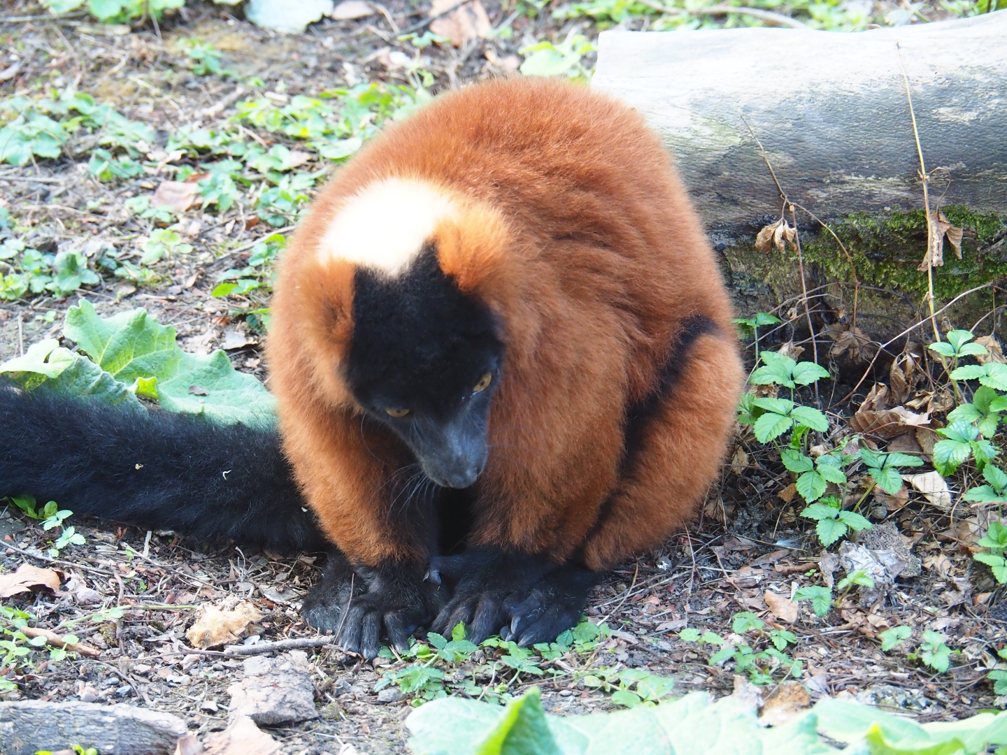 Red ruffed lemur (Varecia rubra), Sep 2nd, 2018